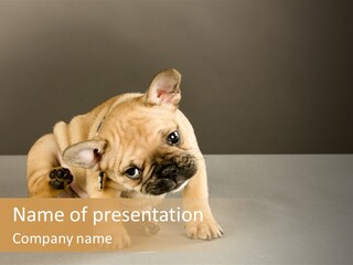 Puppy Indoor Pup PowerPoint Template