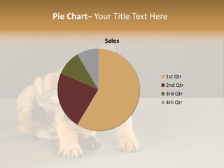 Puppy Indoor Pup PowerPoint Template