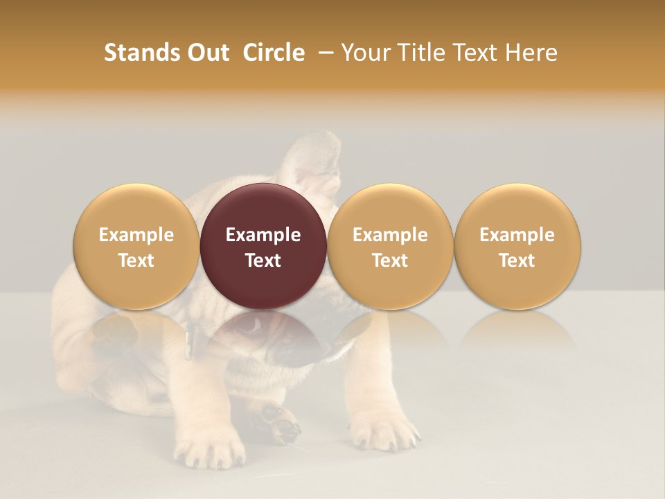 Puppy Indoor Pup PowerPoint Template