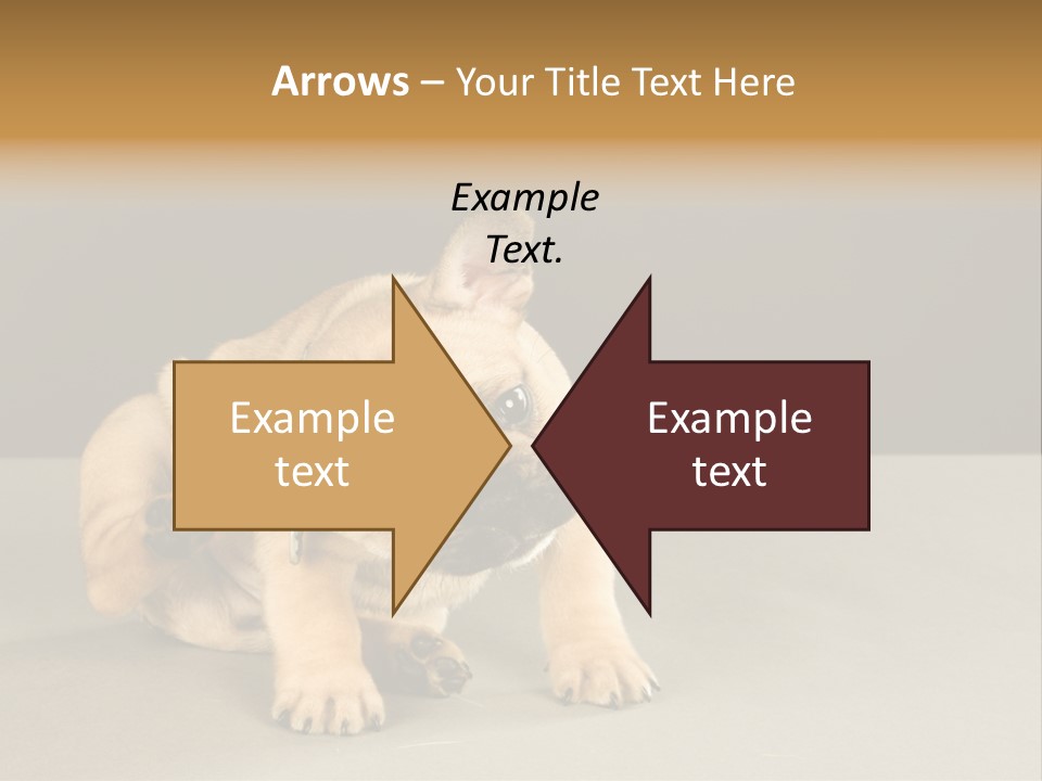 Puppy Indoor Pup PowerPoint Template