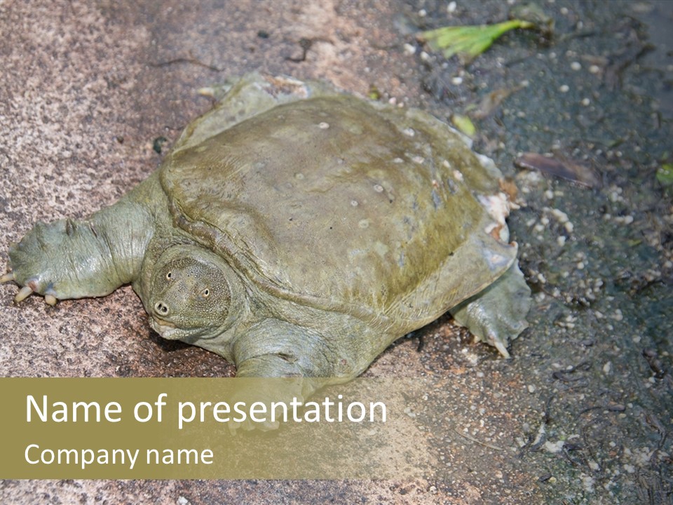 A Turtle Laying On The Ground With The Words Name Of Presentation PowerPoint Template