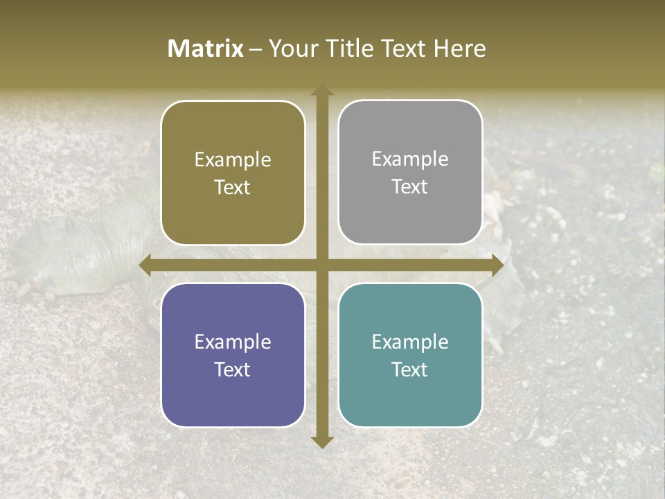 A Turtle Laying On The Ground With The Words Name Of Presentation PowerPoint Template