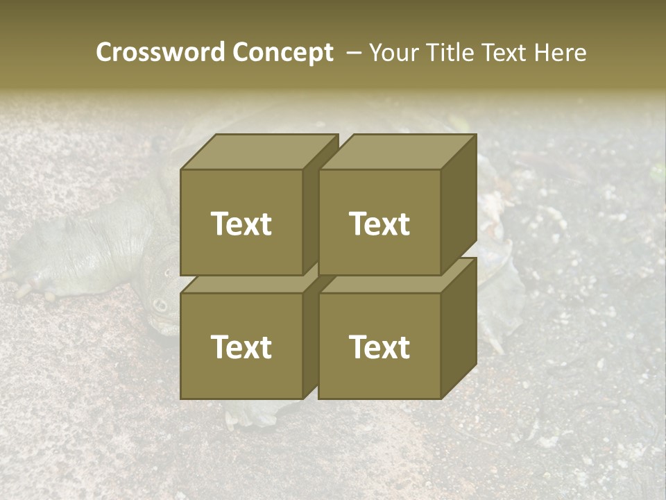 A Turtle Laying On The Ground With The Words Name Of Presentation PowerPoint Template
