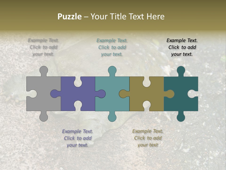 A Turtle Laying On The Ground With The Words Name Of Presentation PowerPoint Template