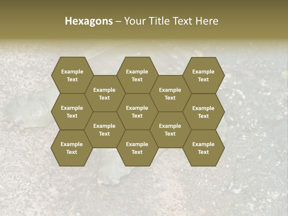 A Turtle Laying On The Ground With The Words Name Of Presentation PowerPoint Template