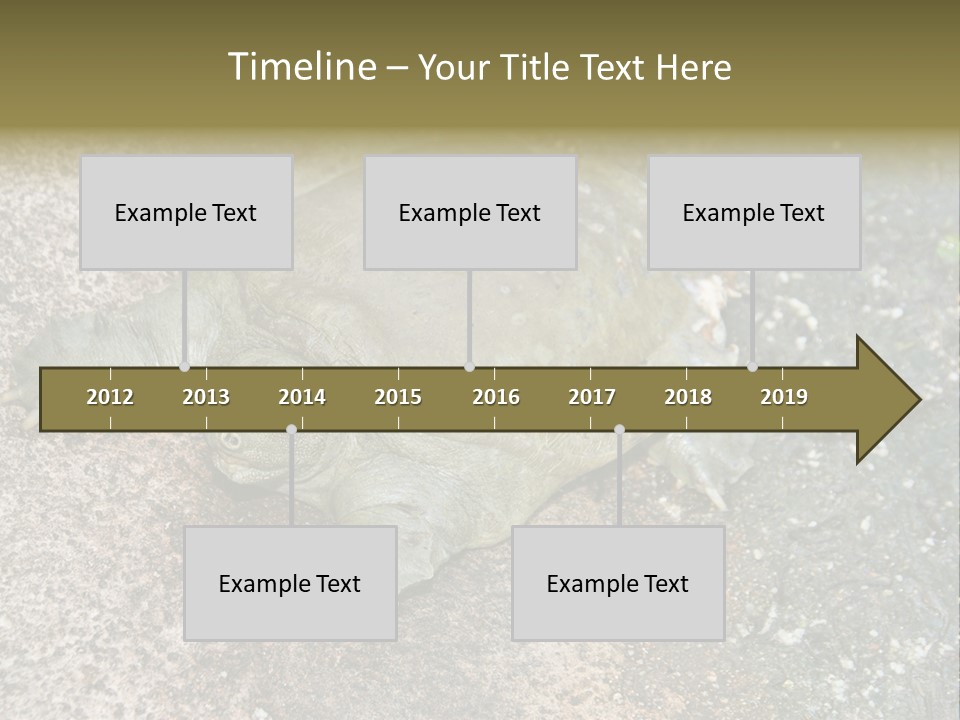 A Turtle Laying On The Ground With The Words Name Of Presentation PowerPoint Template