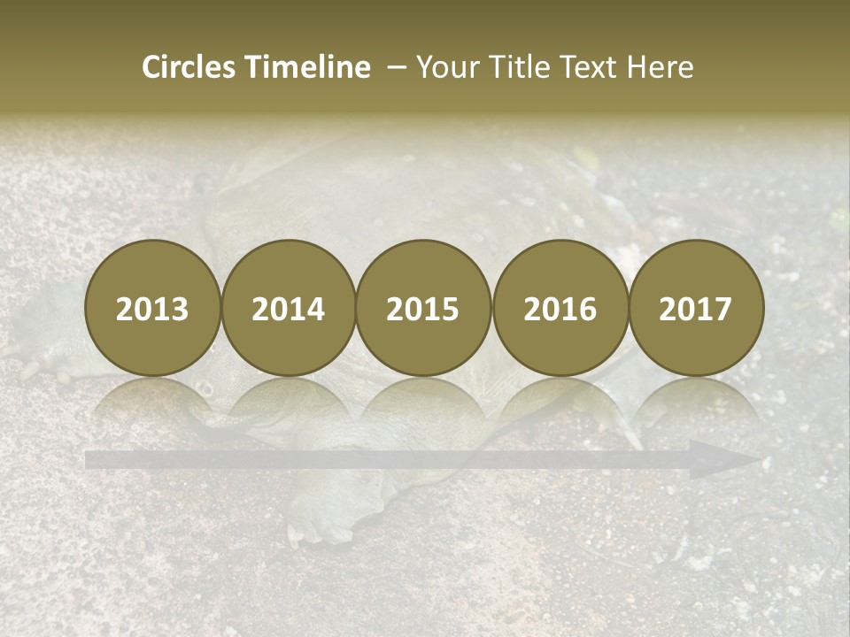 A Turtle Laying On The Ground With The Words Name Of Presentation PowerPoint Template