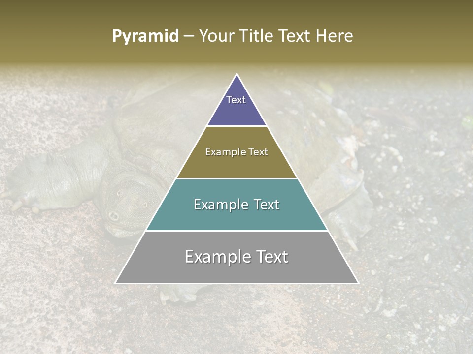 A Turtle Laying On The Ground With The Words Name Of Presentation PowerPoint Template