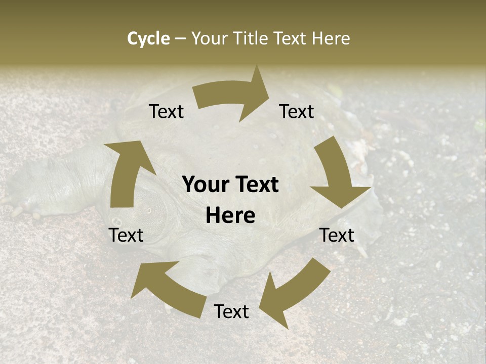 A Turtle Laying On The Ground With The Words Name Of Presentation PowerPoint Template