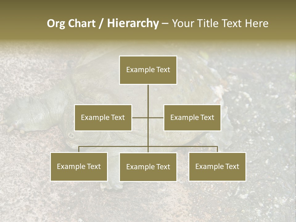 A Turtle Laying On The Ground With The Words Name Of Presentation PowerPoint Template
