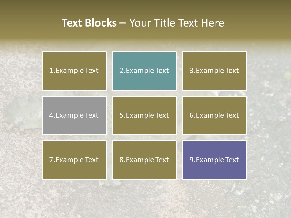 A Turtle Laying On The Ground With The Words Name Of Presentation PowerPoint Template