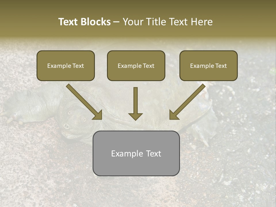 A Turtle Laying On The Ground With The Words Name Of Presentation PowerPoint Template