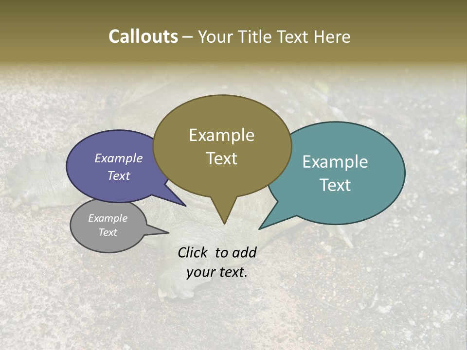 A Turtle Laying On The Ground With The Words Name Of Presentation PowerPoint Template