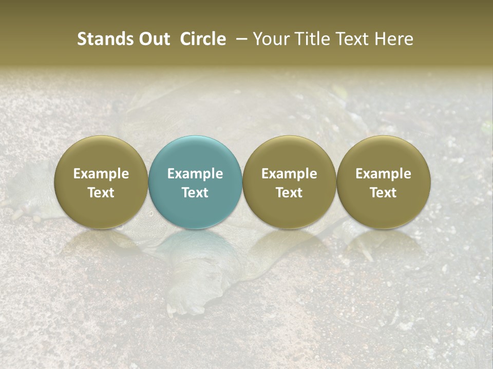 A Turtle Laying On The Ground With The Words Name Of Presentation PowerPoint Template