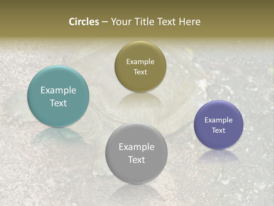 A Turtle Laying On The Ground With The Words Name Of Presentation PowerPoint Template