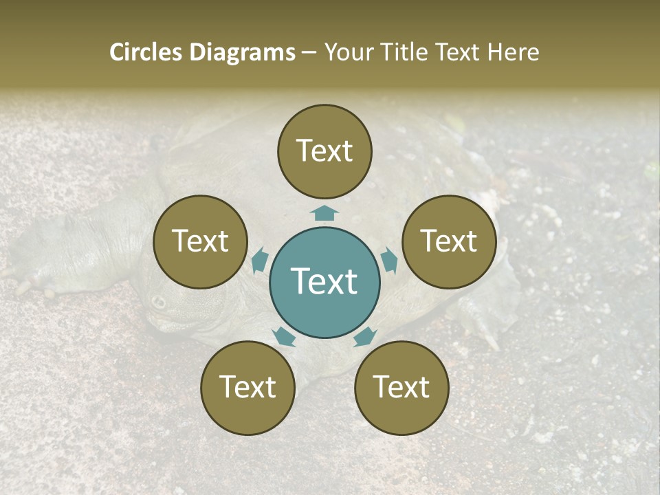 A Turtle Laying On The Ground With The Words Name Of Presentation PowerPoint Template