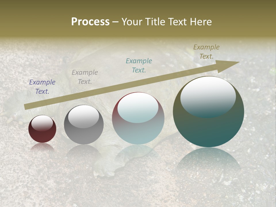A Turtle Laying On The Ground With The Words Name Of Presentation PowerPoint Template