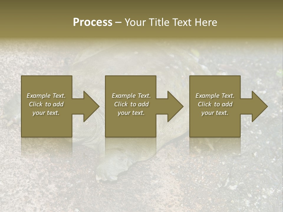 A Turtle Laying On The Ground With The Words Name Of Presentation PowerPoint Template