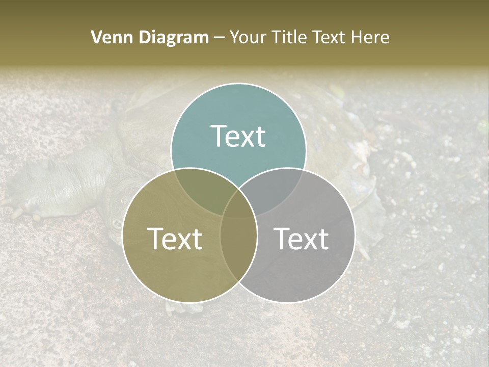 A Turtle Laying On The Ground With The Words Name Of Presentation PowerPoint Template