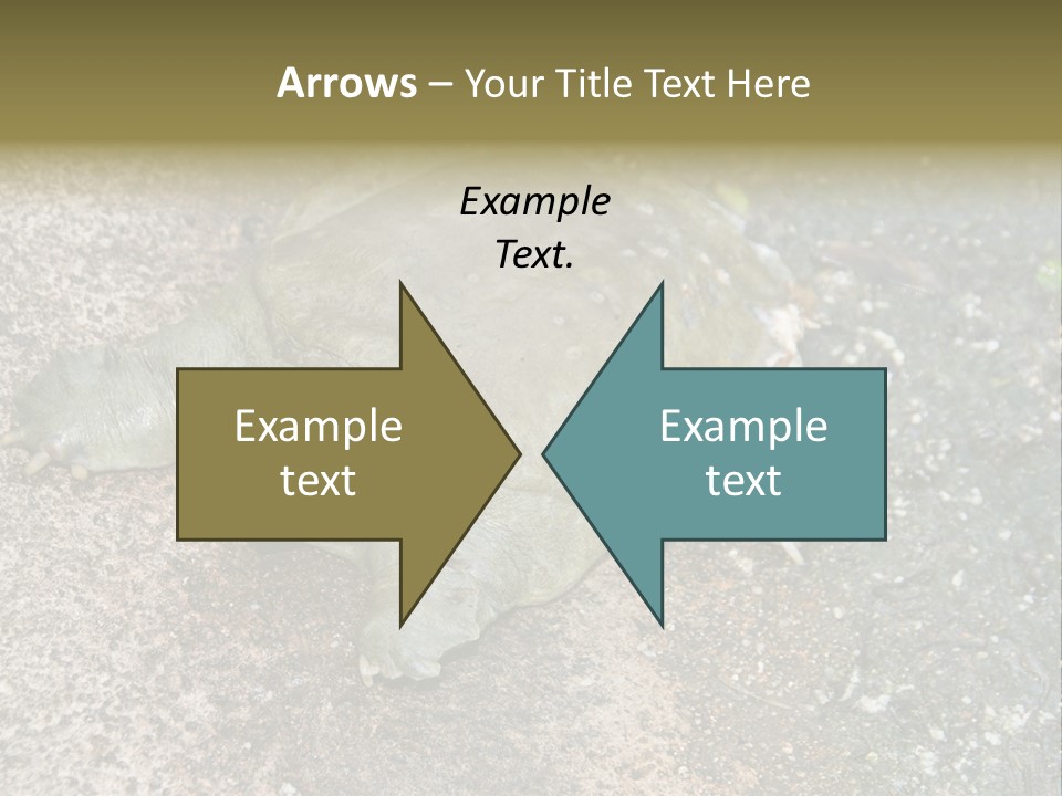 A Turtle Laying On The Ground With The Words Name Of Presentation PowerPoint Template