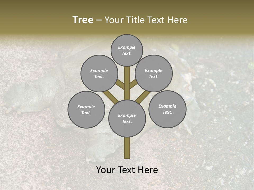 A Turtle Laying On The Ground With The Words Name Of Presentation PowerPoint Template