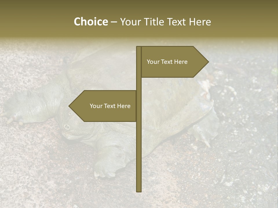 A Turtle Laying On The Ground With The Words Name Of Presentation PowerPoint Template