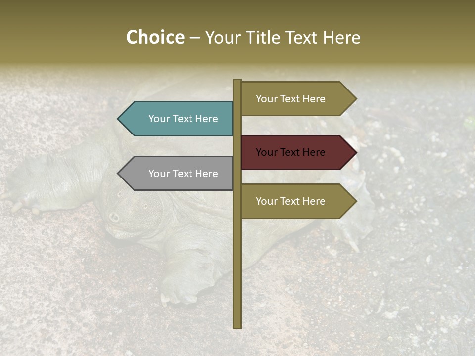 A Turtle Laying On The Ground With The Words Name Of Presentation PowerPoint Template