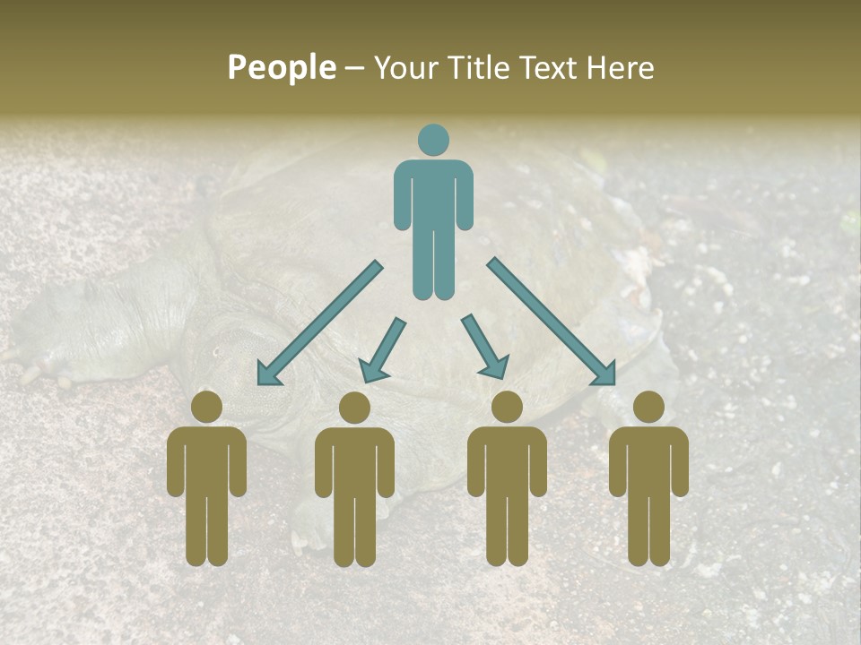 A Turtle Laying On The Ground With The Words Name Of Presentation PowerPoint Template