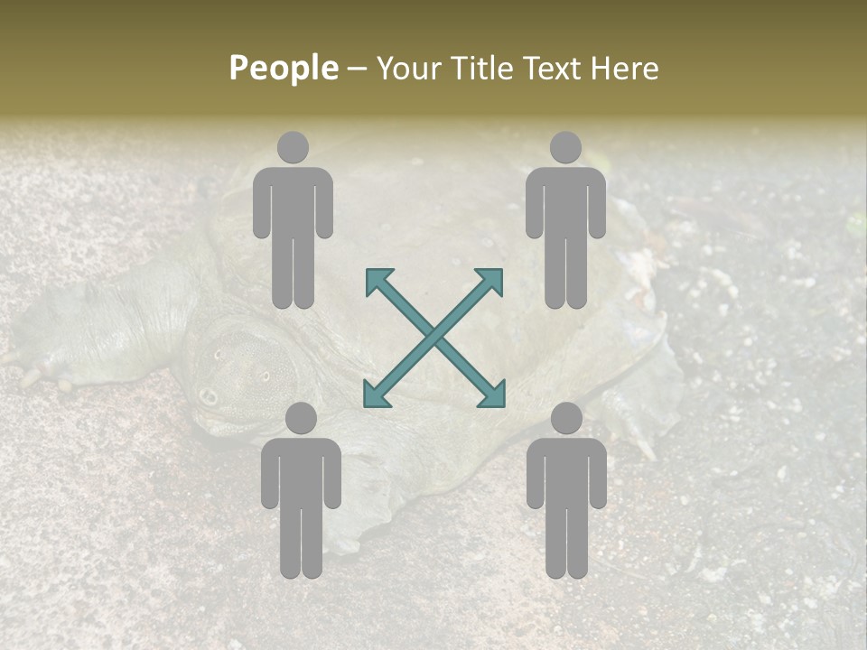 A Turtle Laying On The Ground With The Words Name Of Presentation PowerPoint Template