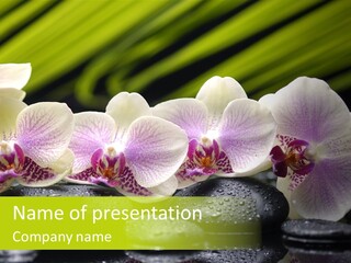 Stone Meditation Petal PowerPoint Template