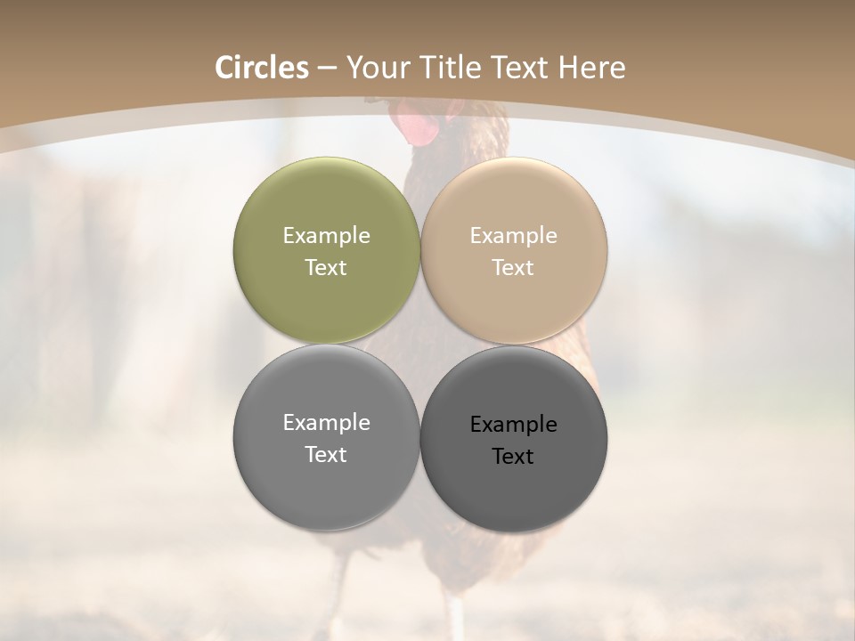 Outdoors Outside Feathers PowerPoint Template