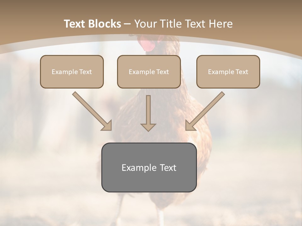 Outdoors Outside Feathers PowerPoint Template