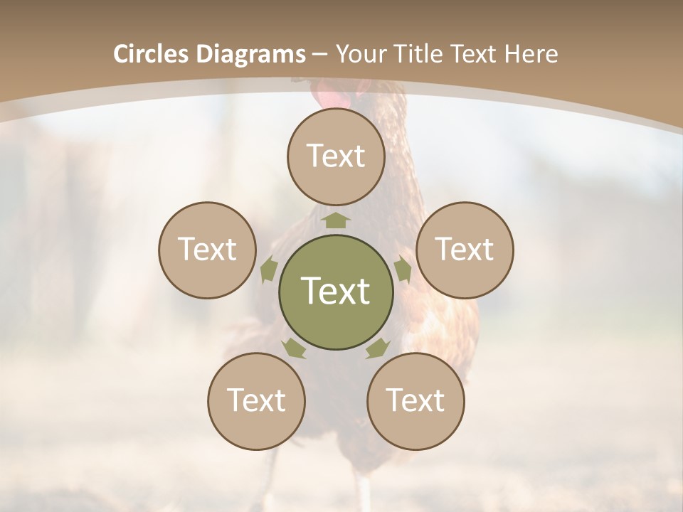 Outdoors Outside Feathers PowerPoint Template