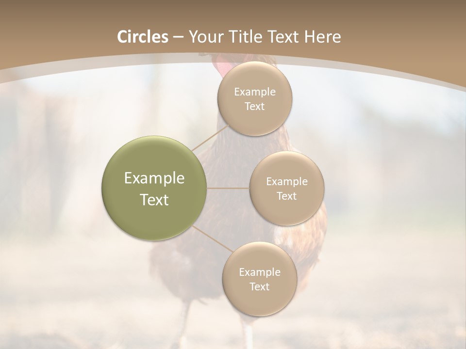 Outdoors Outside Feathers PowerPoint Template