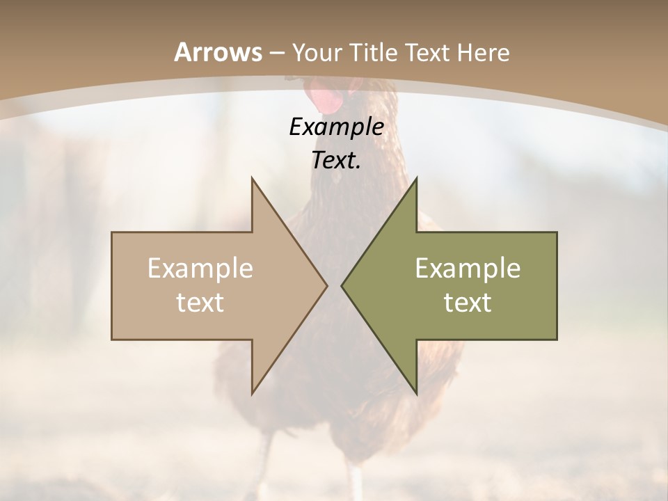 Outdoors Outside Feathers PowerPoint Template