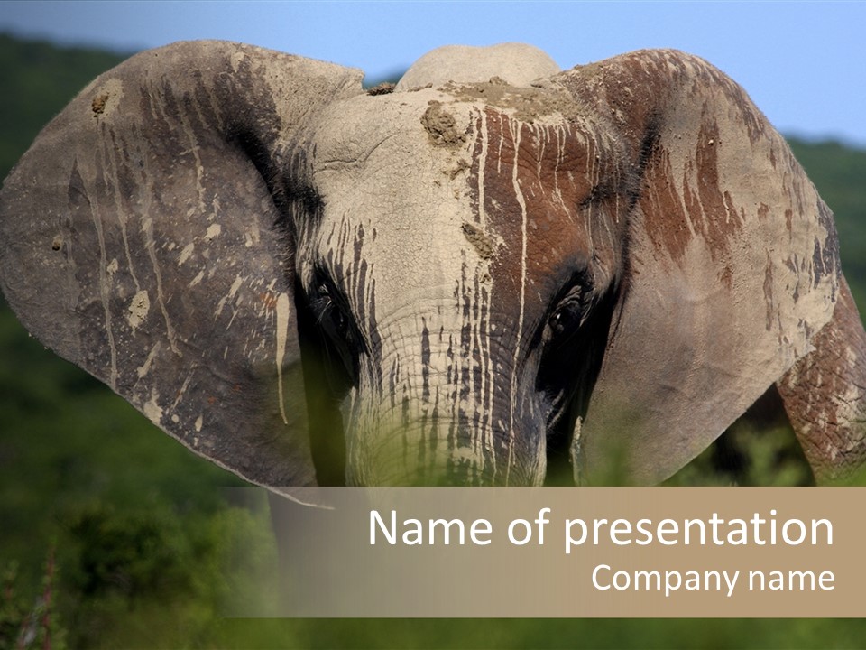 Wise Animal Nature PowerPoint Template