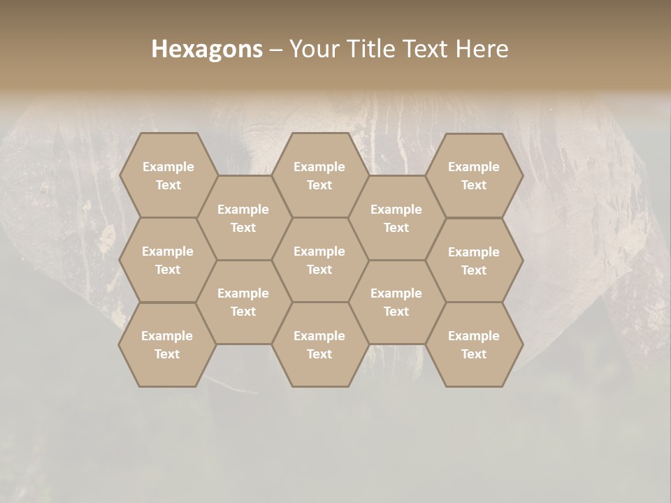 Wise Animal Nature PowerPoint Template