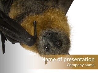 Wild Bat Black PowerPoint Template