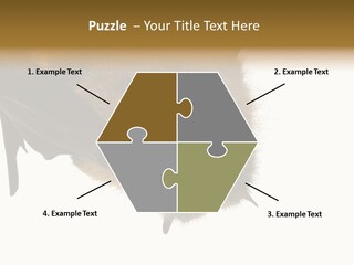 Wild Bat Black PowerPoint Template