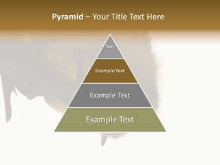 Wild Bat Black PowerPoint Template