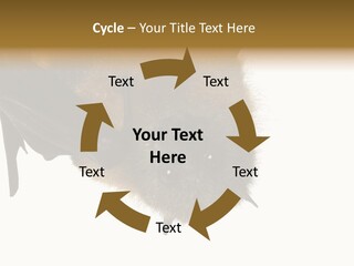 Wild Bat Black PowerPoint Template