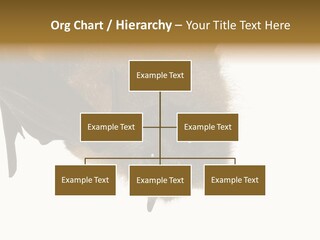 Wild Bat Black PowerPoint Template