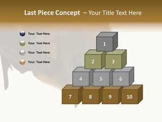 Wild Bat Black PowerPoint Template