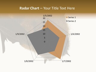 Wild Bat Black PowerPoint Template