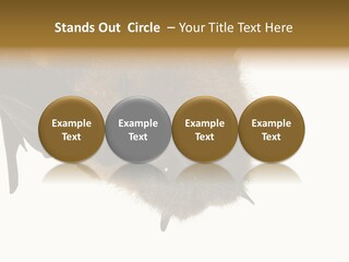 Wild Bat Black PowerPoint Template