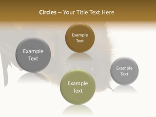 Wild Bat Black PowerPoint Template