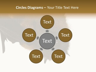 Wild Bat Black PowerPoint Template