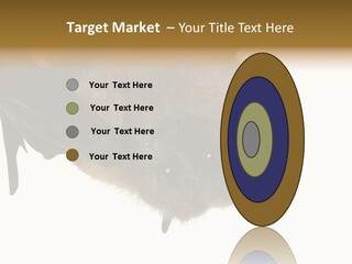 Wild Bat Black PowerPoint Template