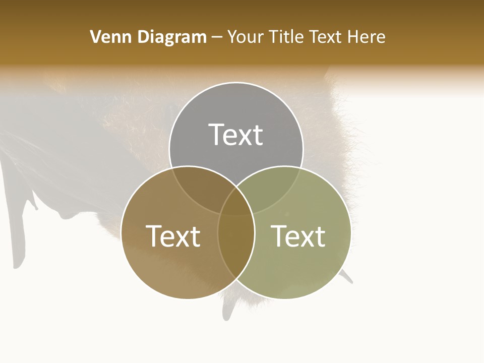 Wild Bat Black PowerPoint Template