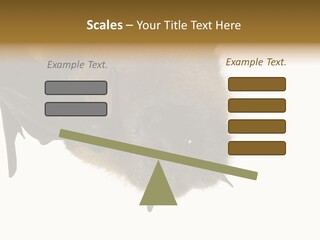 Wild Bat Black PowerPoint Template